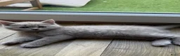 British Shorthair cats for sale: BSH Fawn & Lilac, Chocolate , Ready now  😻😻 - Advert 12
