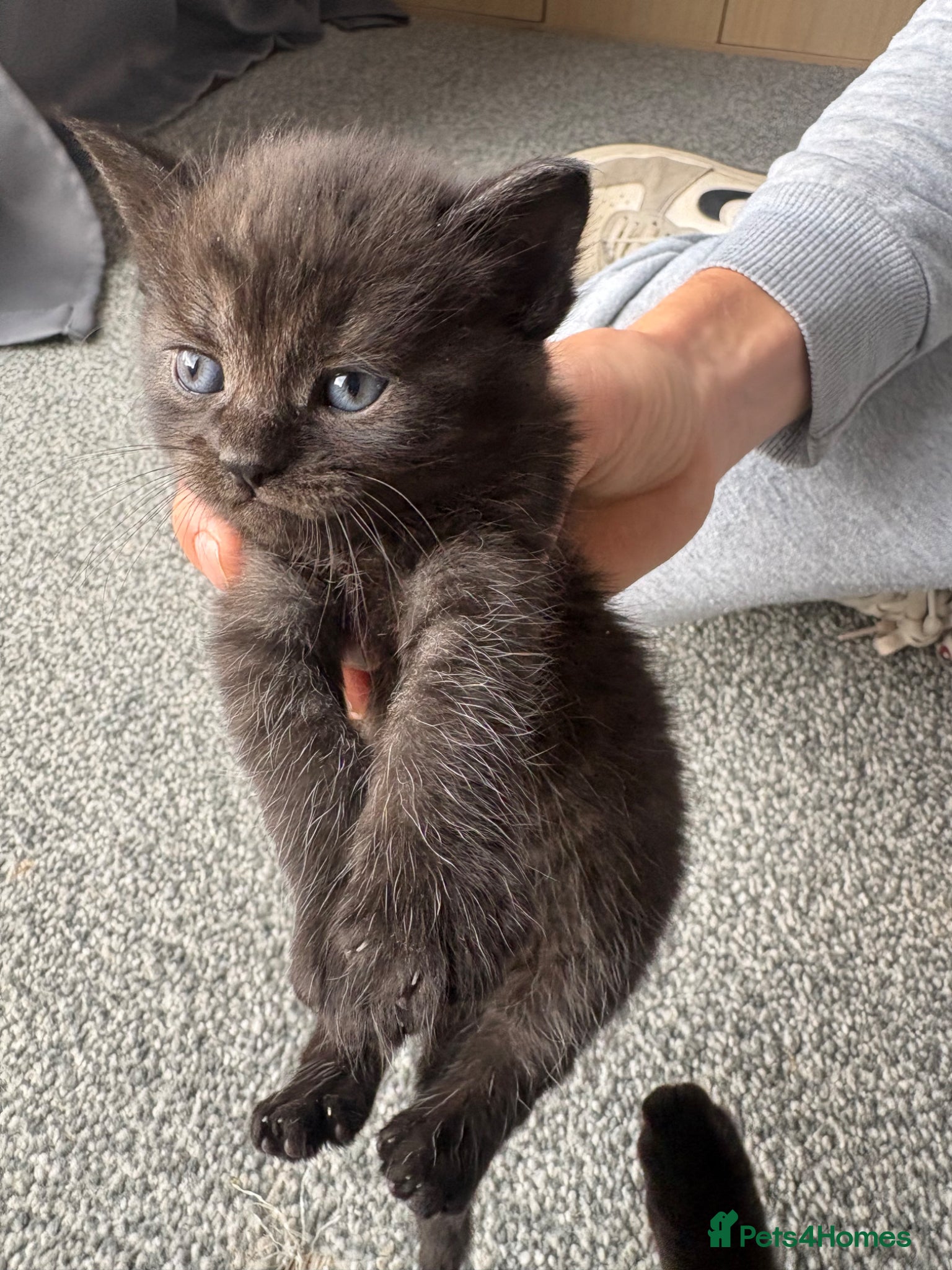 Persian cats for sale: Ash grey Persian kittens - Advert 1