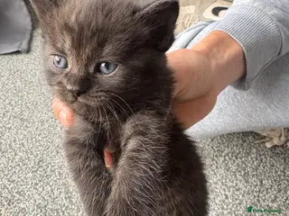 Persian cats Ash grey Persian kittens - Advert 1