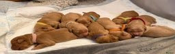 Golden Retriever dogs for sale: KC Registered Championship Line Golden Retrievers - Advert 9