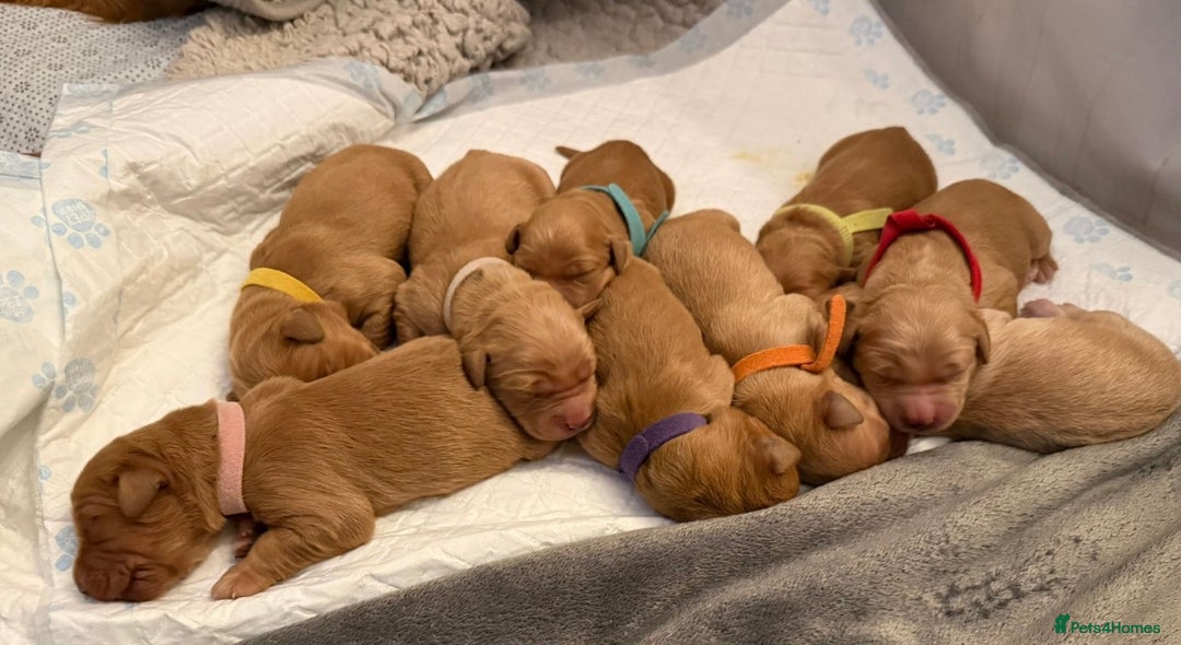 Golden Retriever dogs for sale: KC Registered Championship Line Golden Retrievers - Advert 9