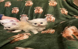 Persian cats for sale: 🌟 Trio of Precious, Purebred Persian Kittens 🌟 - Image 12