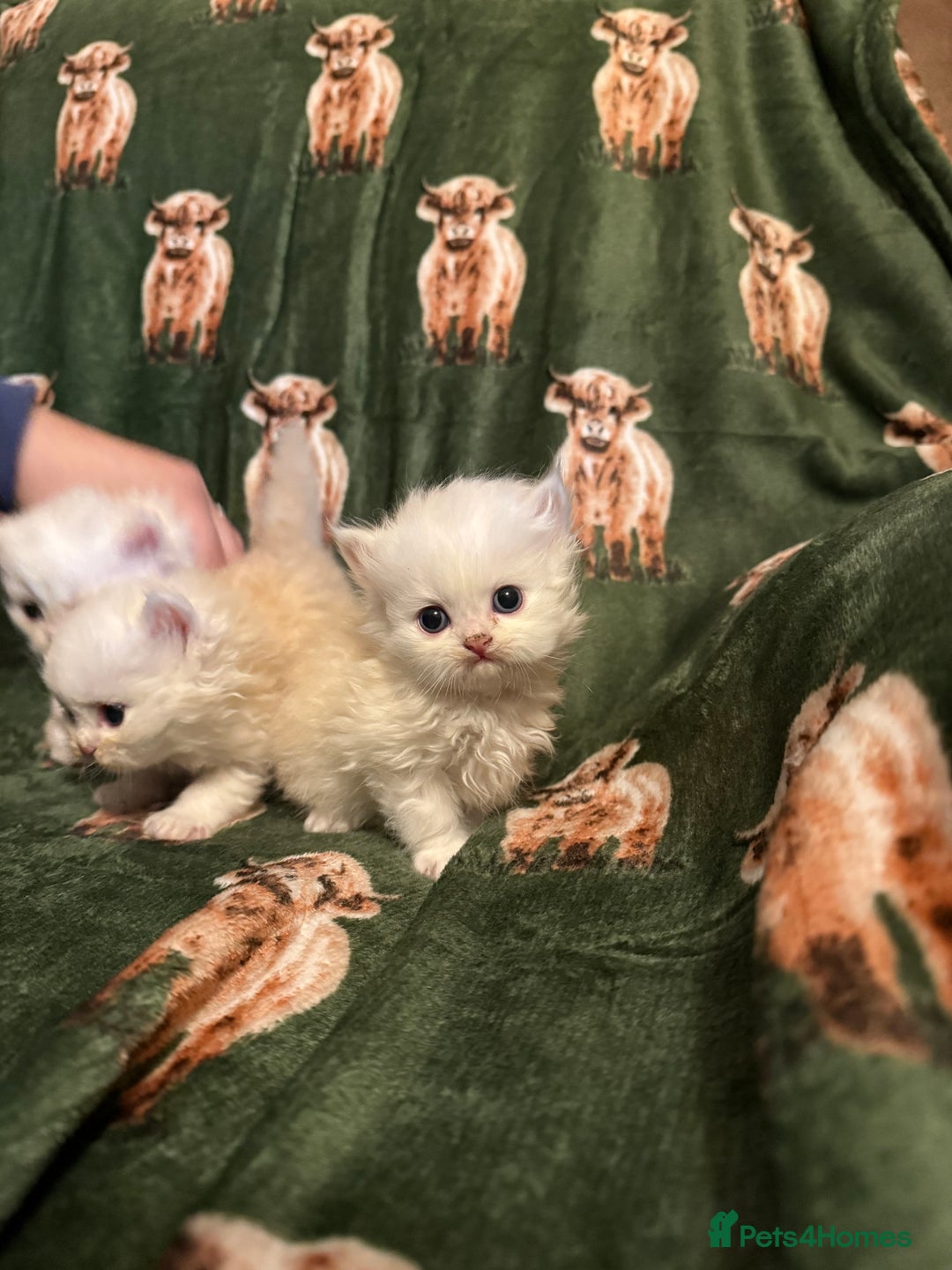 Persian cats for sale: 🌟 Trio of Precious, Purebred Persian Kittens 🌟 - Image 12
