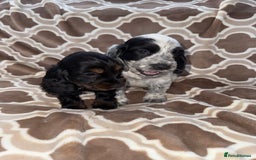 Cocker Spaniel dogs for sale: Cocker spaniel puppy’s - Image 13