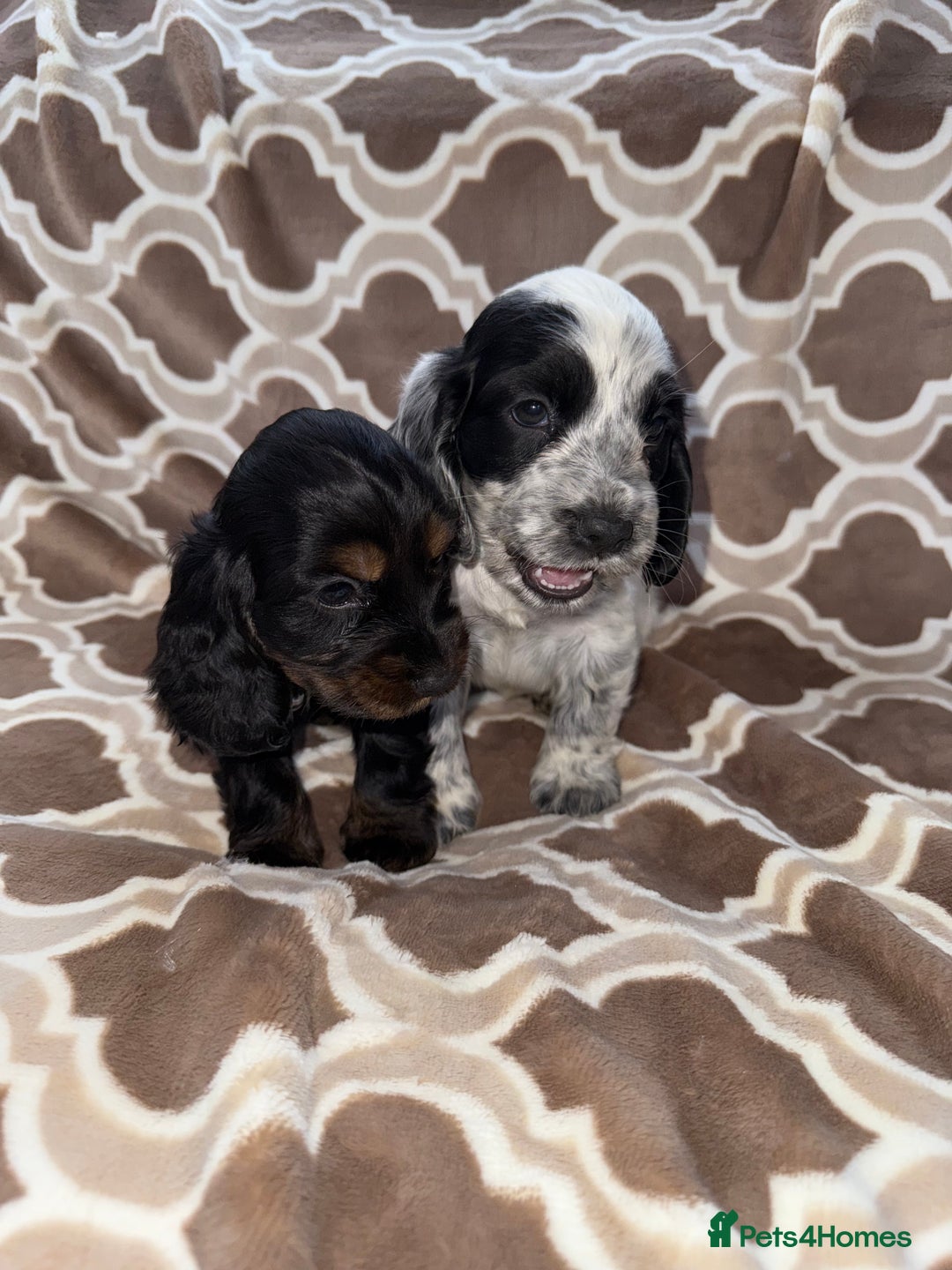 Cocker Spaniel dogs for sale: Cocker spaniel puppy’s - Image 13