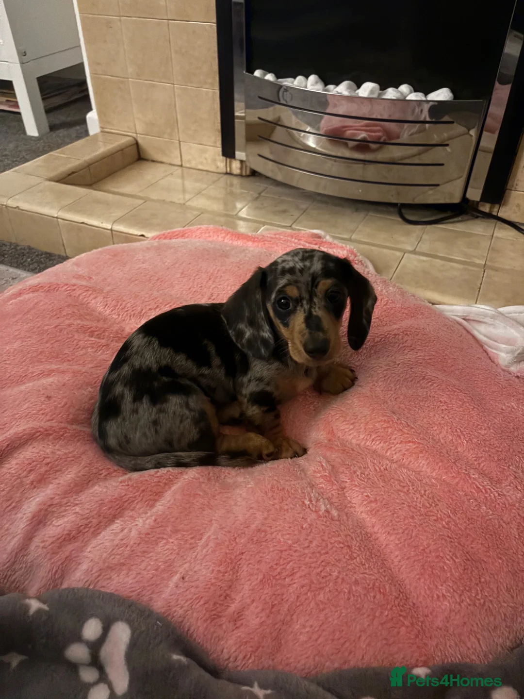 Miniature Dachshund dogs for sale: 10 Month old dapple for sale - Advert 2