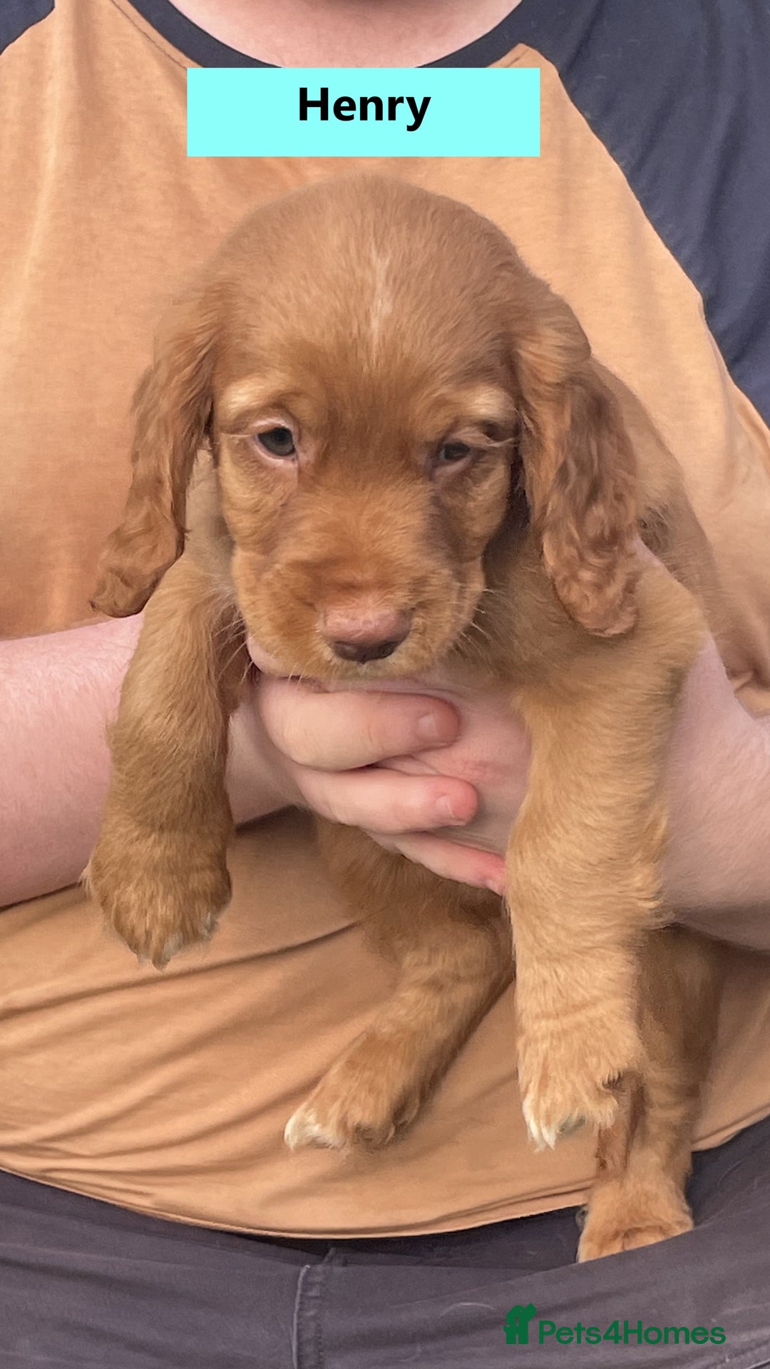 Cocker Spaniel dogs for sale: Stunning Working Cocker Spaniel Puppies - Image 11