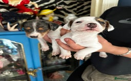 Mixed Breed dogs for sale: Merle Jack Russell X Jack Russell x cockapoo - Image 6