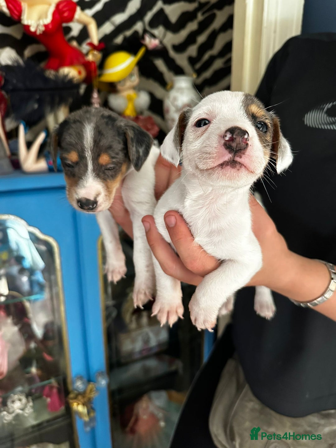 Mixed Breed dogs for sale: Merle Jack Russell X Jack Russell x cockapoo - Image 6