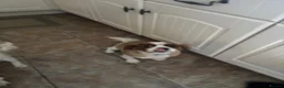 Cavalier King Charles Spaniel dogs for sale: Cavalier girl  - Advert 4