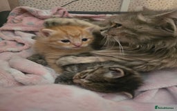 Mixed Breed cats for sale: Kittens  - Image 2