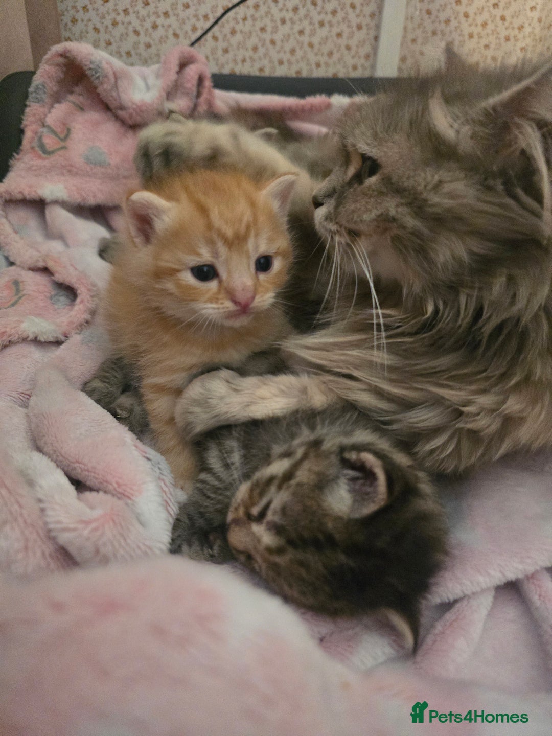 Mixed Breed cats for sale: Kittens  - Image 2
