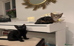 Mixed Breed cats for sale: 2 cats for sale - Image 3