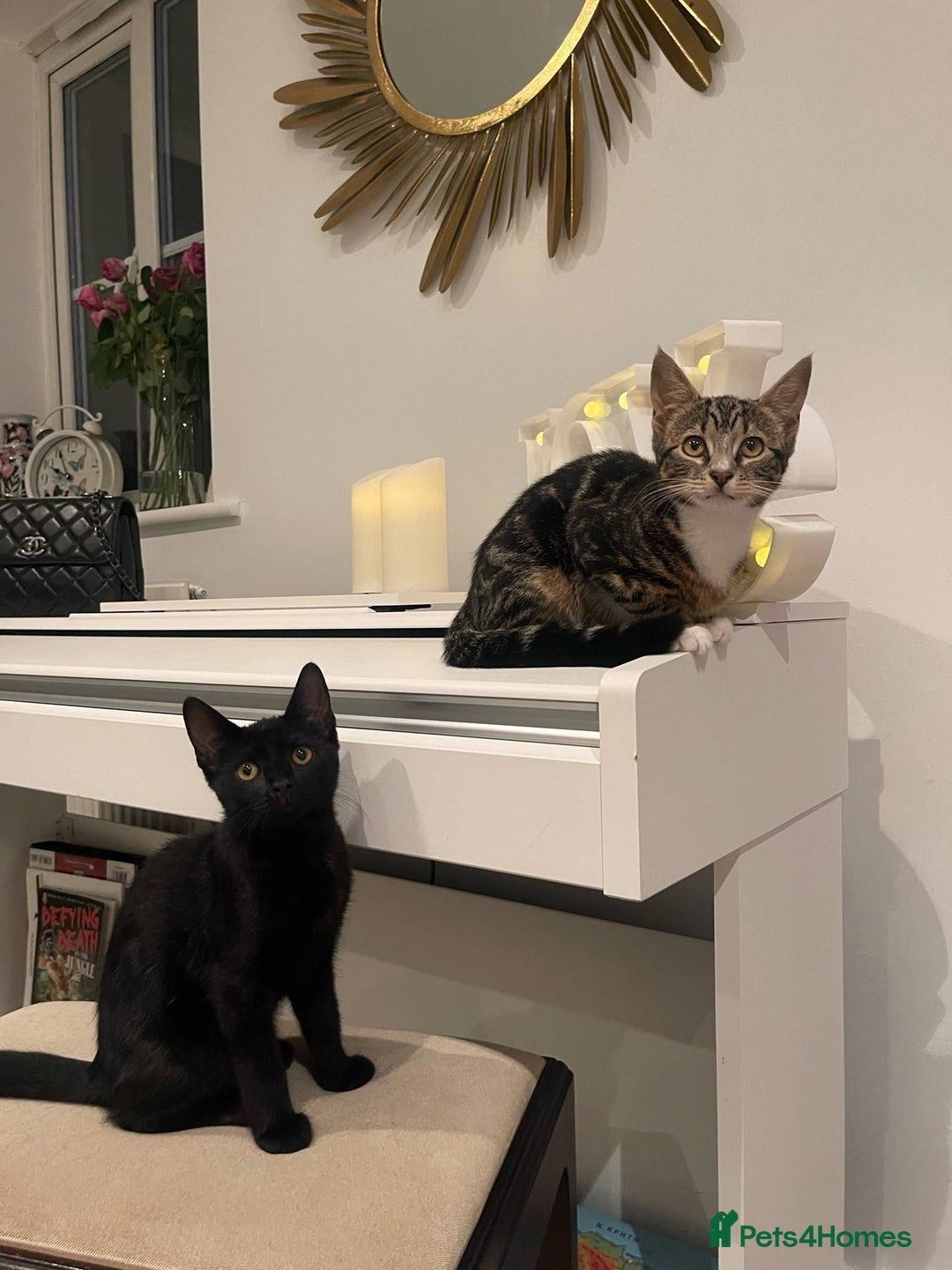 Mixed Breed cats for sale: 2 cats for sale - Image 3