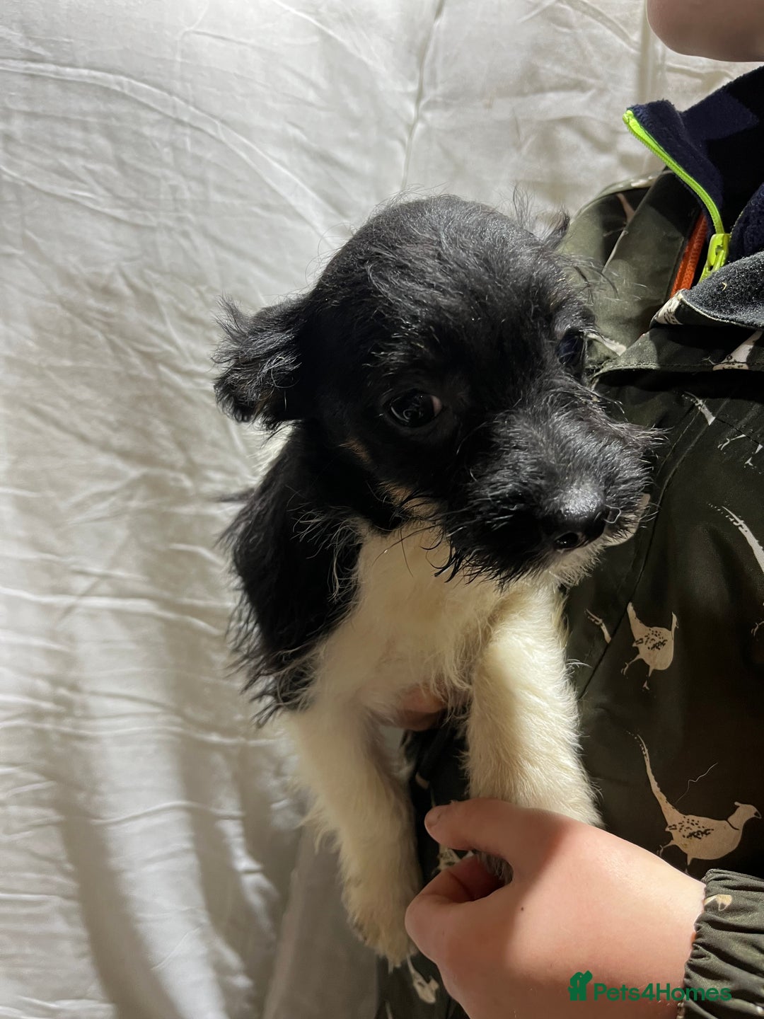 Jackapoo dogs for sale: Beautiful babies  - Advert 5