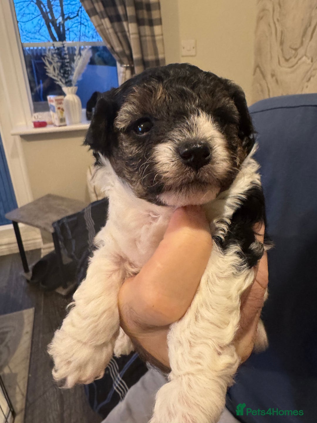 Yorkiepoo dogs for sale: Yorker puppys - Advert 2