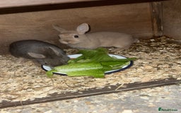 Netherland Dwarf rabbits for sale: Netherland dwarf does - Image 2
