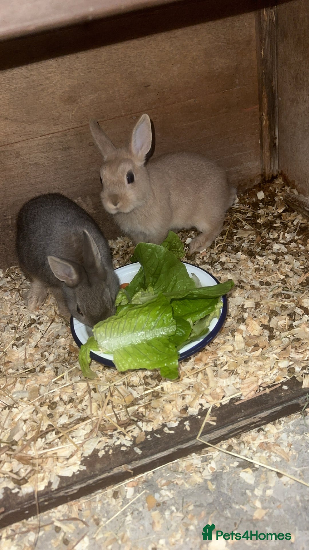 Netherland Dwarf rabbits for sale: Netherland dwarf does - Image 2