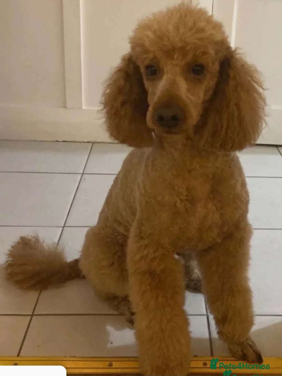 Miniature Poodle dogs for stud: FINLEY MINIATURE POODLE STUD BOY. in Liverpool - Advert 2