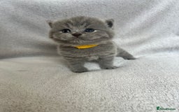 British Shorthair cats for sale: High quality GCCF registered kittens   - Image 10