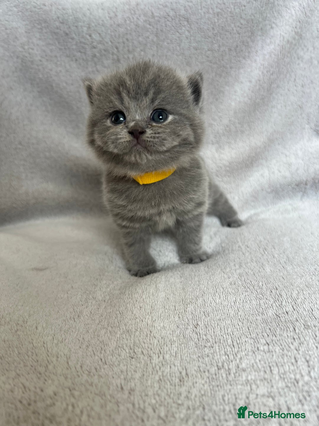 British Shorthair cats for sale: High quality GCCF registered kittens   - Image 10