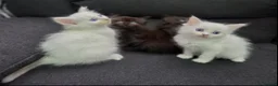 Maine Coon cats for sale: Maincoon x ragdol - Advert 1