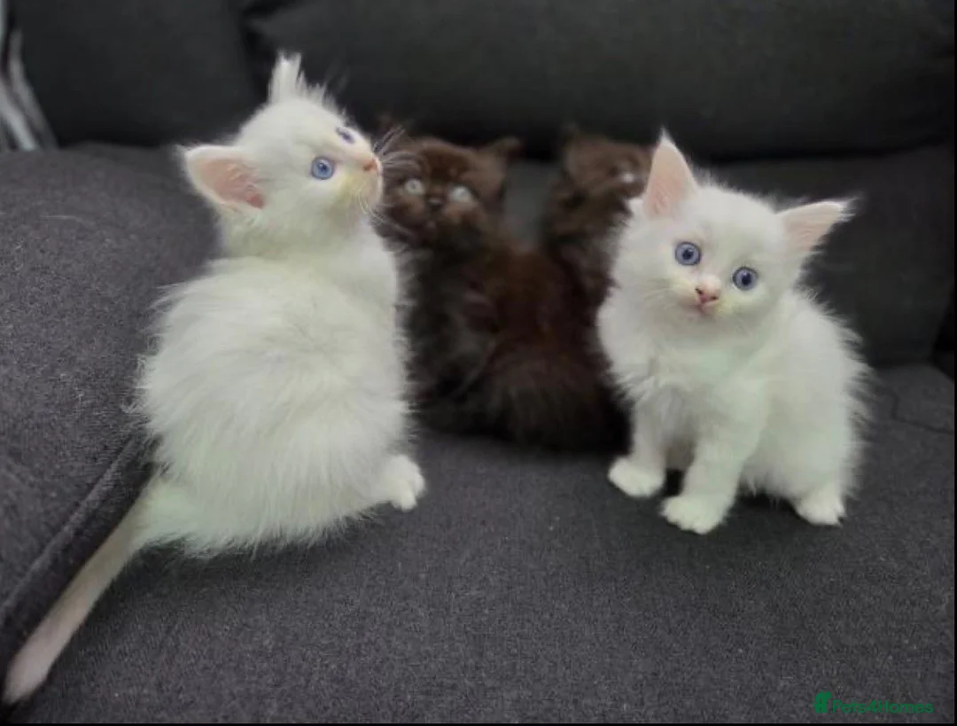 Maine Coon cats for sale: Maincoon x ragdol - Advert 1