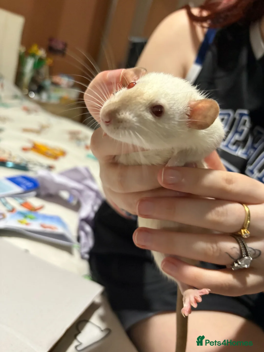 Rat rodents for sale: 4 rats for sale  in Romford - Advert 4