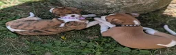 Whippet dogs for sale: Top Quality Whippet Puppies Ready to Reserve in Doncaster - Advert 5