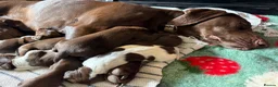 German Shorthaired Pointer dogs for sale: Litter of nine family raised GSPs  - Advert 16