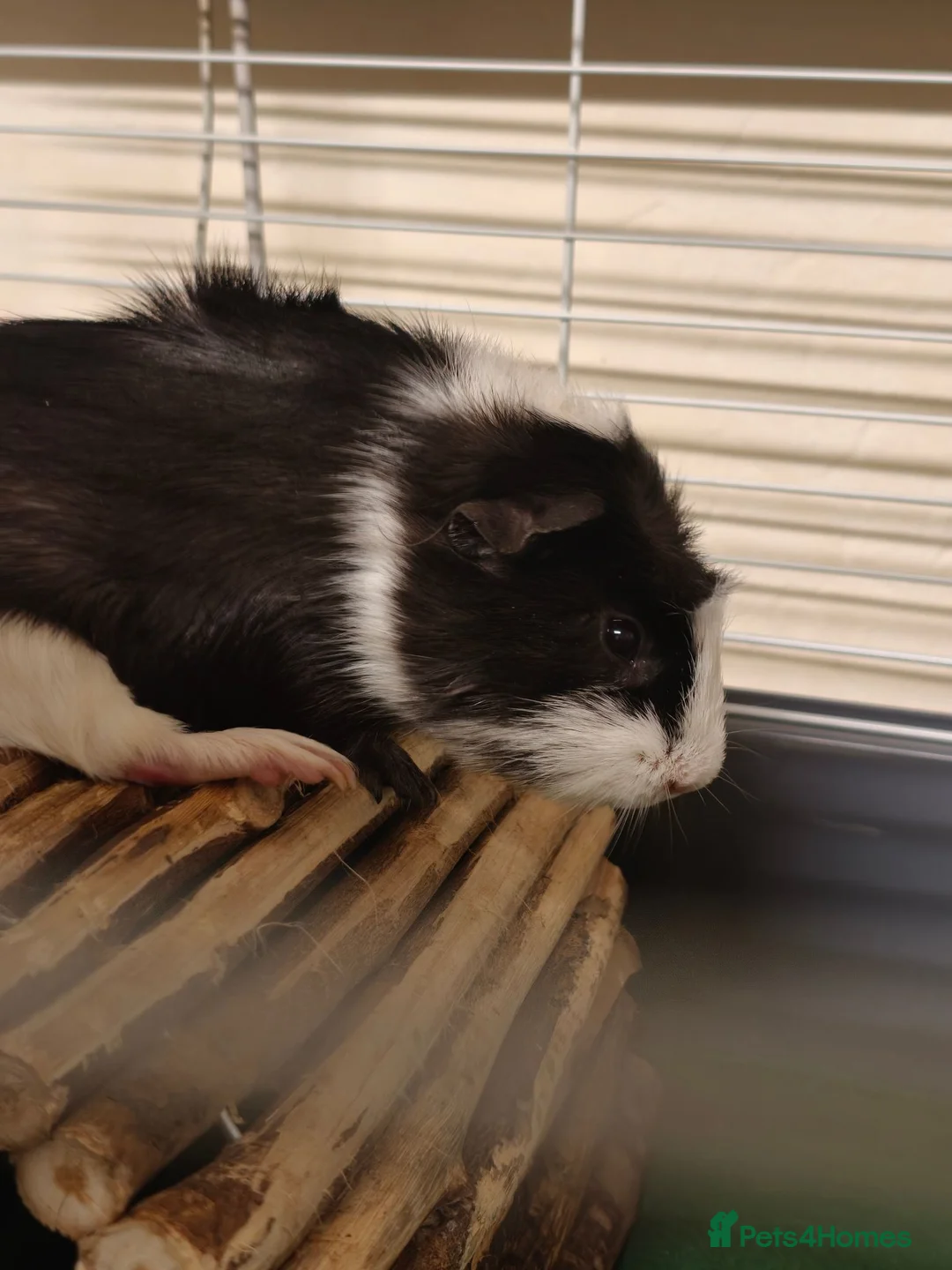 Guinea Pig rodents for sale: Male guinea pig  in Oldham - Advert 2