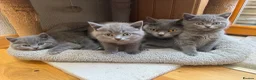British Shorthair cats for sale: British shorthair kittens “Ready now” - Advert 3