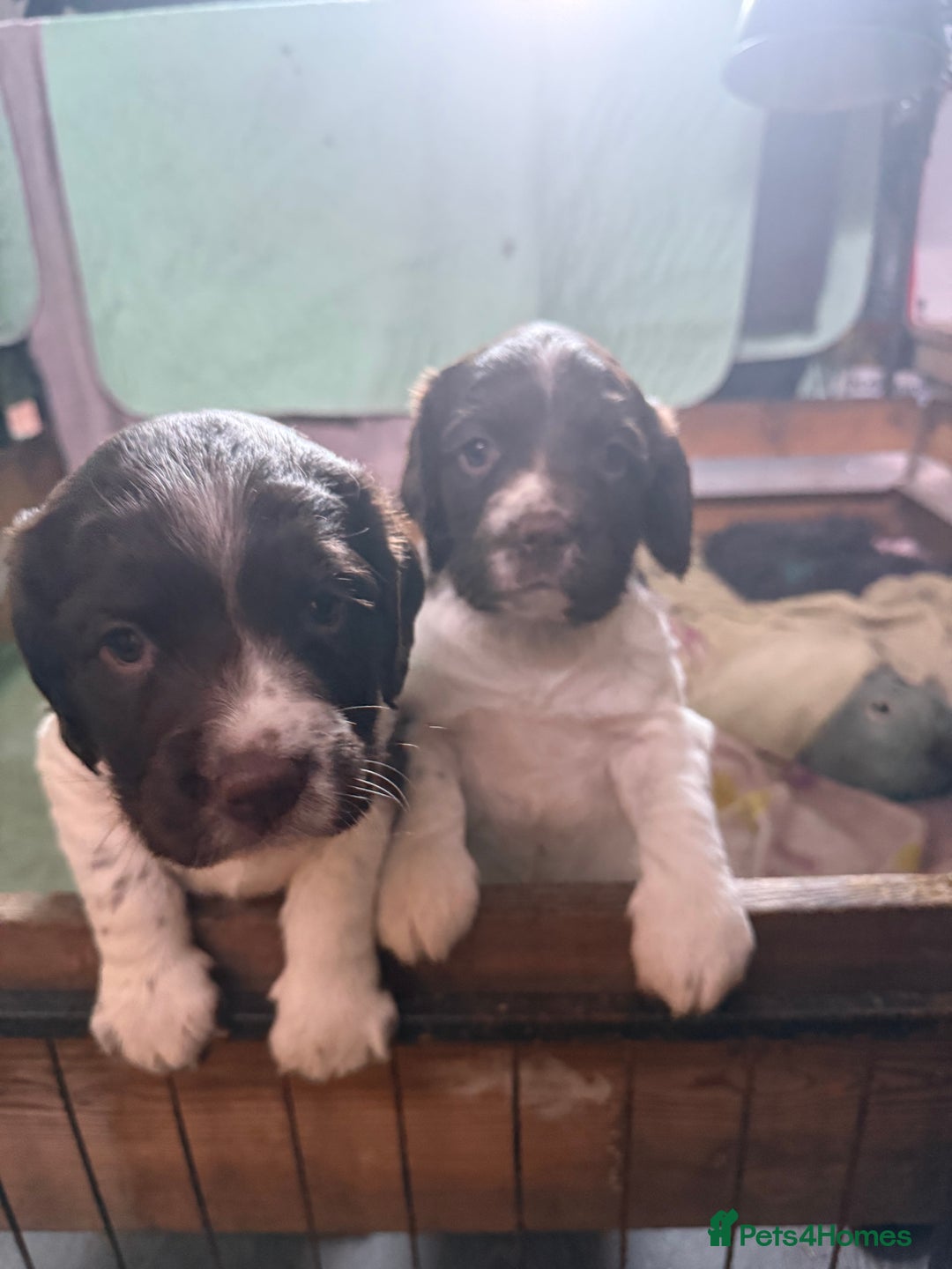 English Springer Spaniel dogs for sale: English Springer Spaniel Puppies - Advert 19
