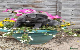Staffordshire Bull Terrier dogs for sale: Last beautiful girl left 🐶 - Image 3