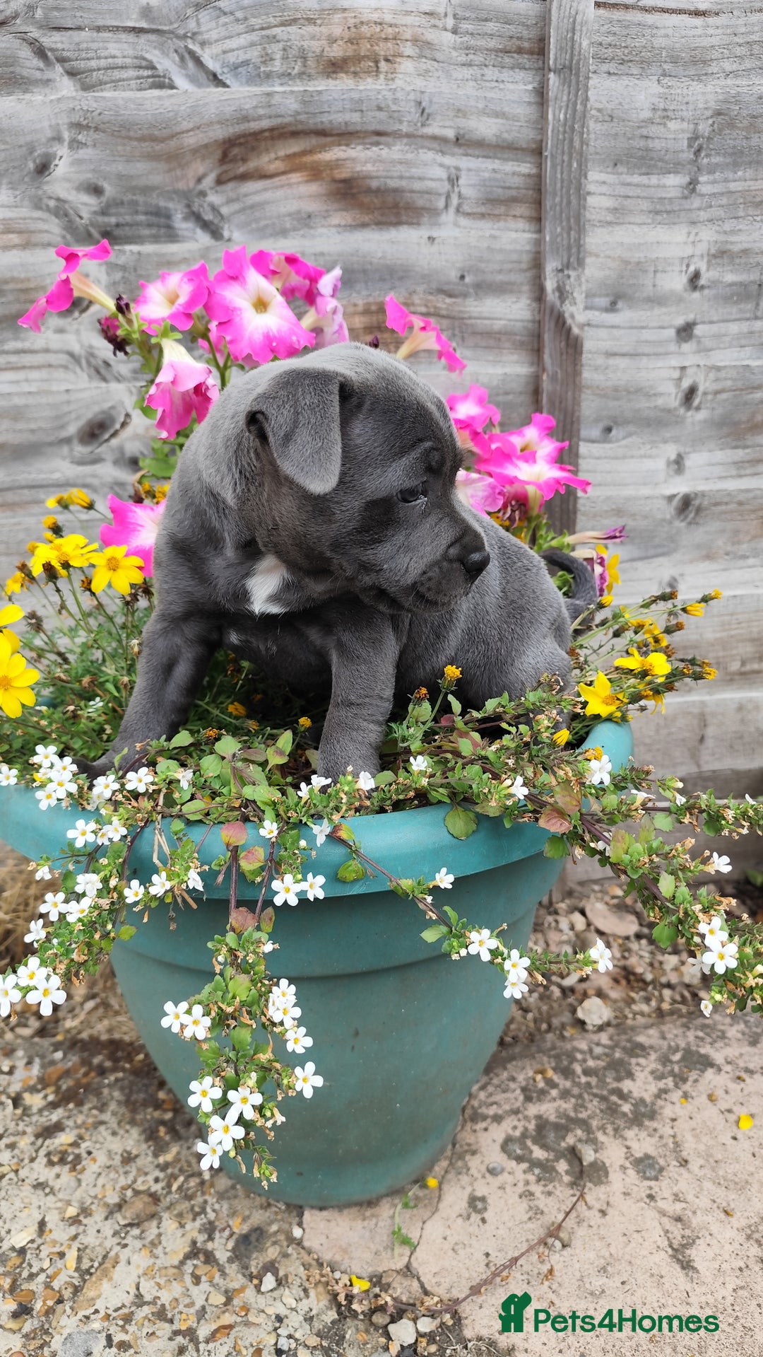Staffordshire Bull Terrier dogs for sale: Last beautiful girl left 🐶 - Image 3