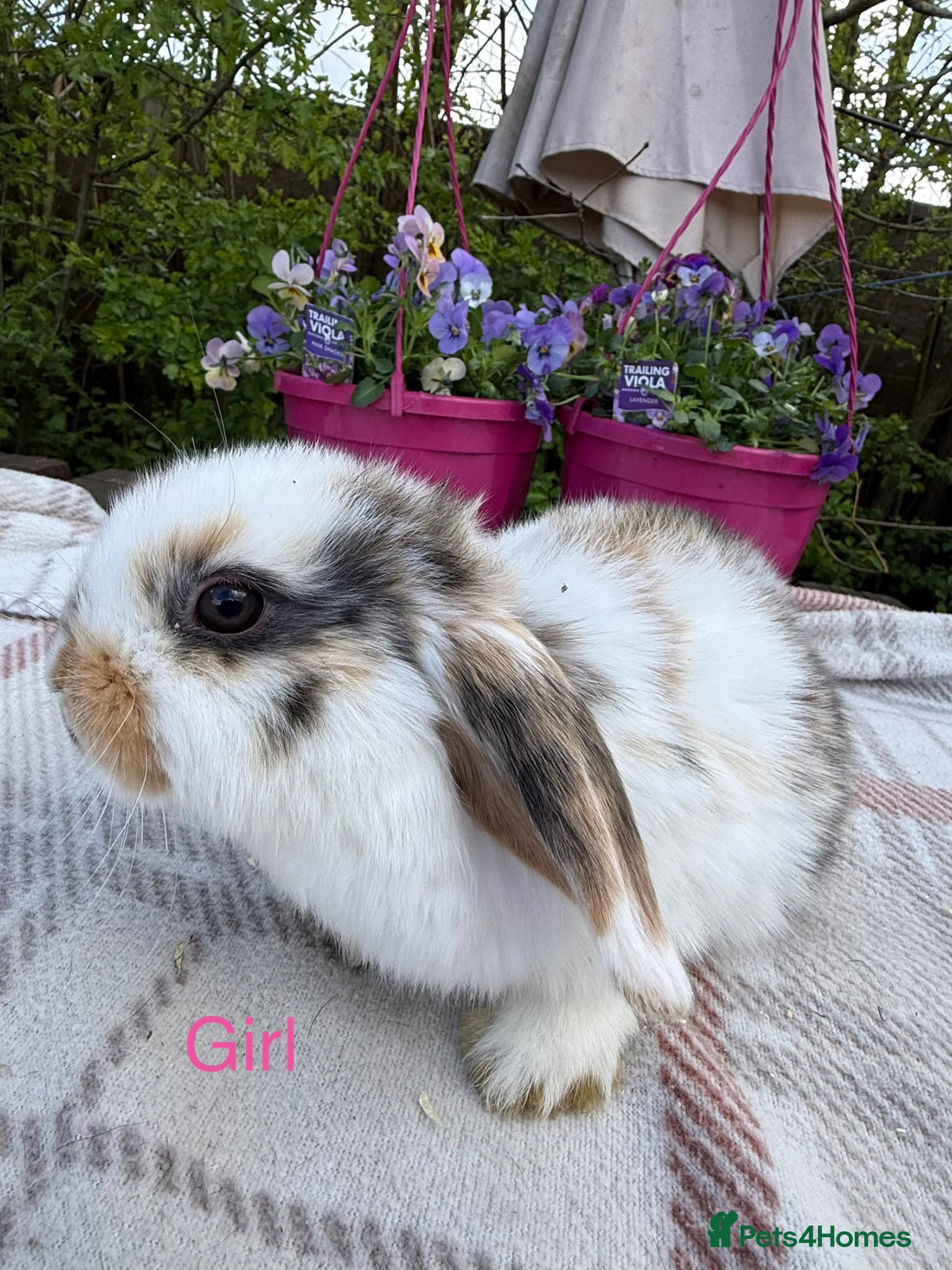 Mini Lop rabbits Mini lop babies - Advert 6