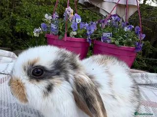 Mini Lop rabbits Mini lop babies - Advert 6