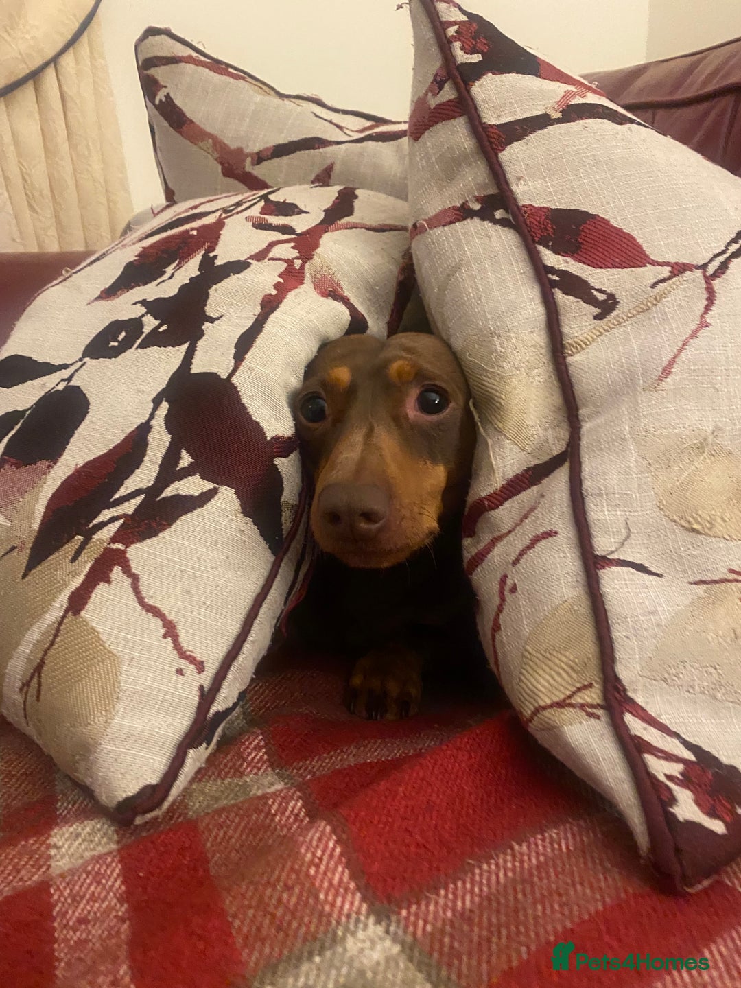 Miniature Dachshund dogs for sale: KC registered**Chocolate and tan**mini dachshunds  - Advert 19