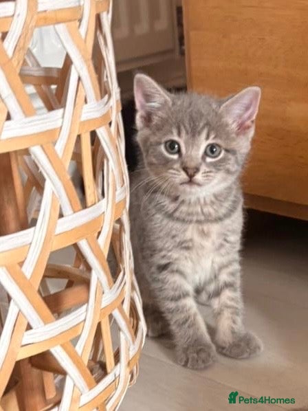 Mixed Breed cats 4 beautiful kittens looking for loving homes  - Advert 4