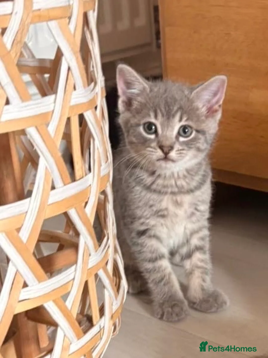 Mixed Breed cats for sale: 4 beautiful kittens looking for loving homes  in Lowestoft - Advert 1