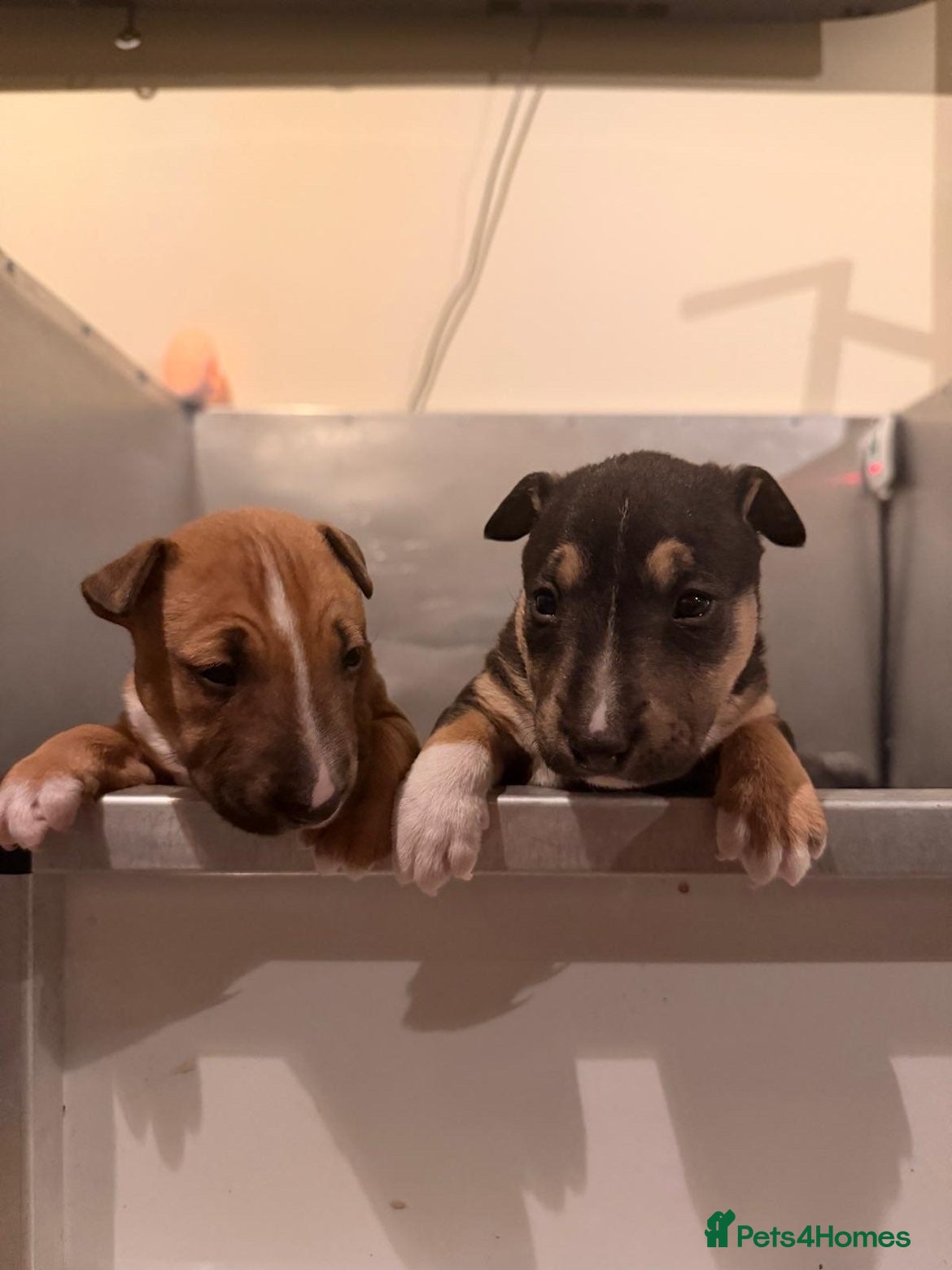 Miniature Bull terrier dogs Miniature Bull Terrier  - Advert 1