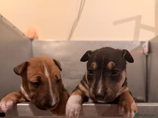 Miniature Bull terrier dogs Miniature Bull Terrier - Advert 1