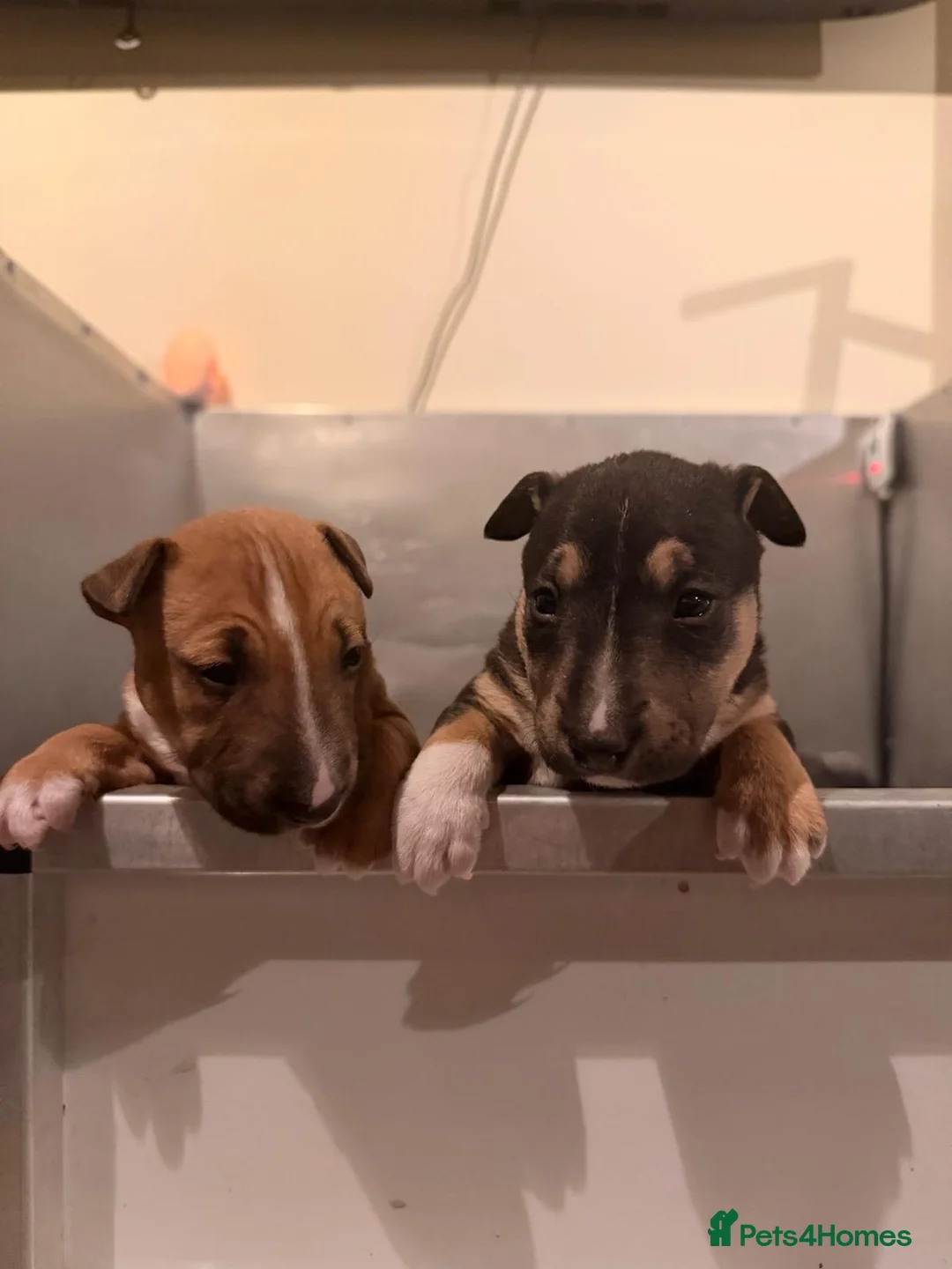 Miniature Bull terrier dogs for sale: Miniature Bull Terrier  - Advert 1