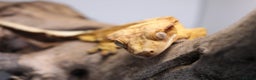 Gecko reptiles for sale: Male and female crested geckos  - Advert 10