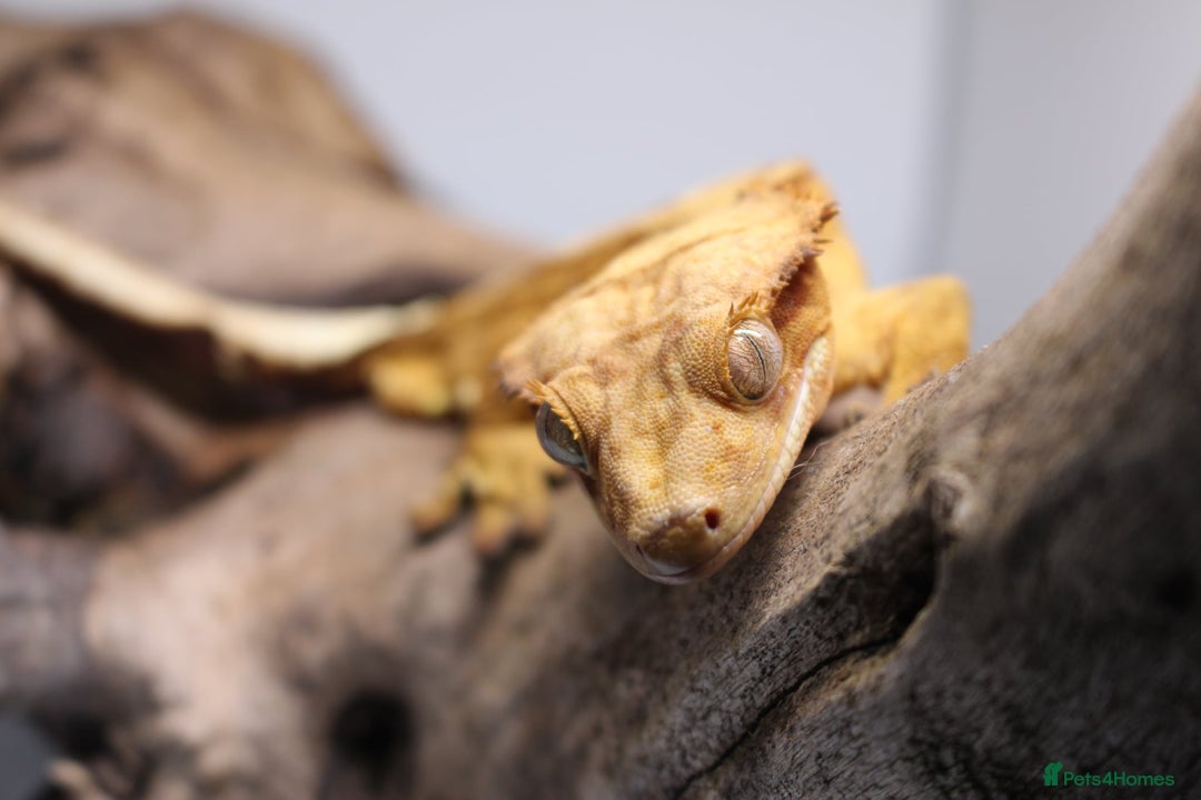 Gecko reptiles for sale: Male and female crested geckos  - Advert 10