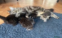 Maine Coon cats for sale: 1/2 Maine Coon kittens - Cardiff - Image 8