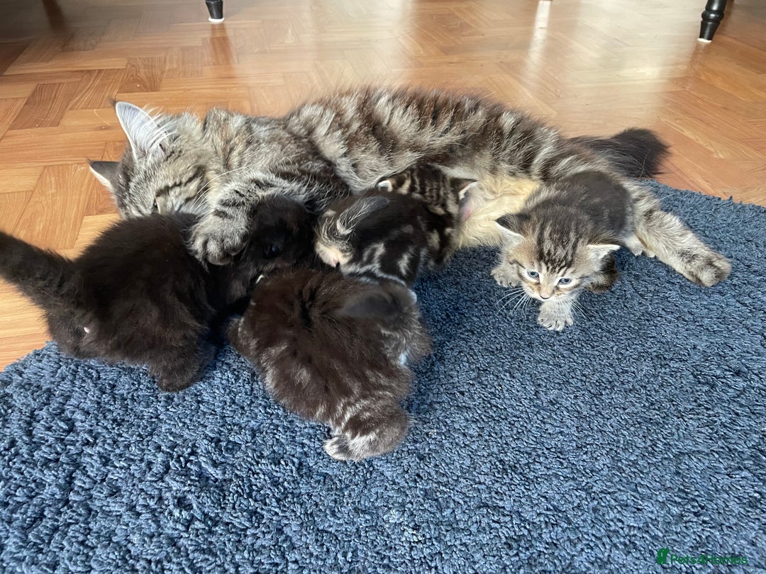 Maine Coon cats for sale: 1/2 Maine Coon kittens - Cardiff - Image 8