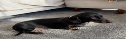 Dachshund dogs for sale: Beautiful Lady Daschund  - Advert 6