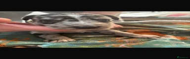 Lurcher 6