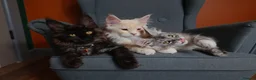 Maine Coon cats for sale: Maine coon 🧡🖤🩶 ready to leave - Advert 17